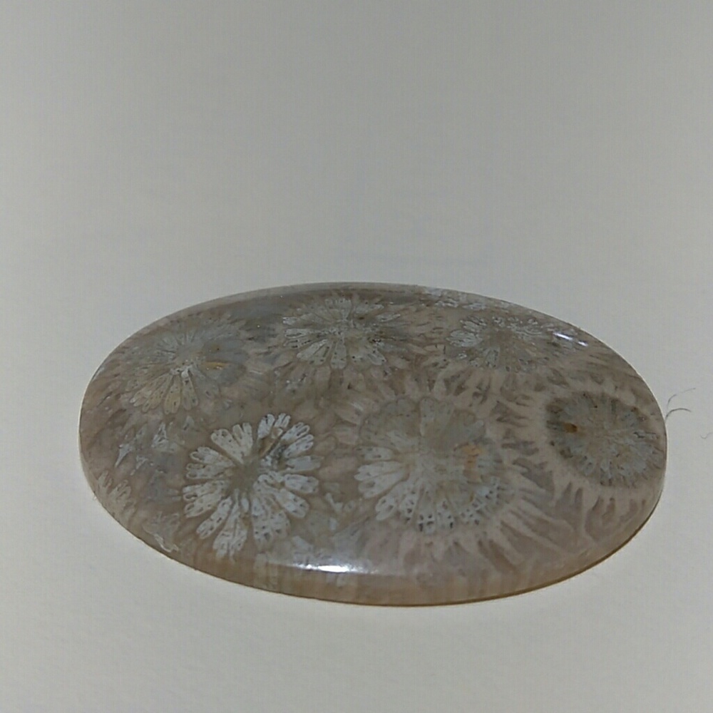 CORAL - very rare one